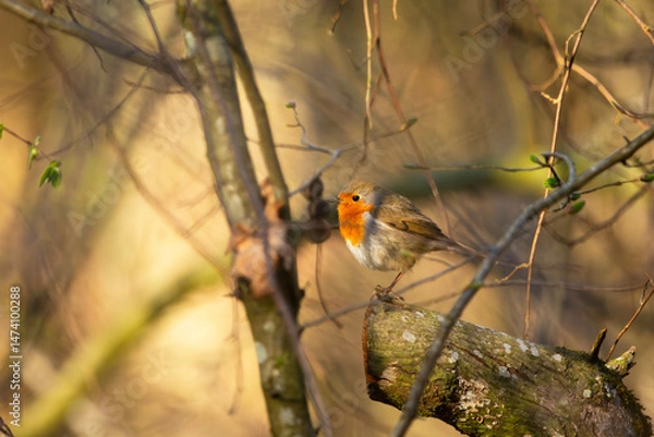 Fototapeta A robin bird stands on a tree stump in the thicket