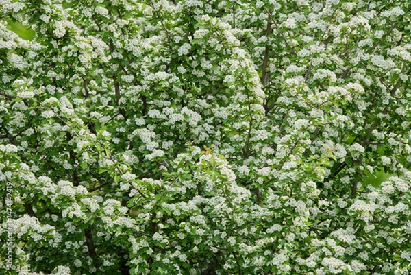 Fototapeta Hawthorn Tree in Full Bloom