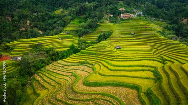 Obraz An aerial view of vibrant golden rice terraces curving across the hills, with small traditional huts nestled in between, showcasing the harmony between agriculture and nature in a lush landscape.