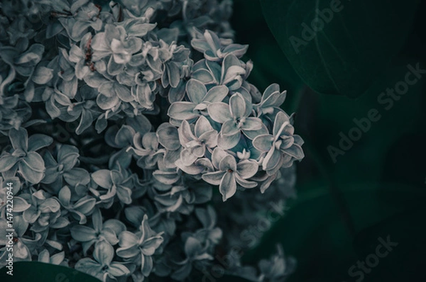 Fototapeta A bunch of light lilacs in the general plan in the dark. Dark blurred black and green background. Mystical romantic mood. Place for text. Selective focus. Copy space