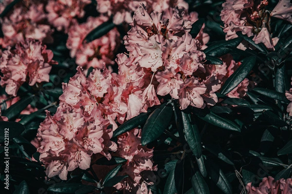 Fototapeta Beautifully soft and hazy out-of-focus image of pink rhododendron flowers in gentle spring bloom