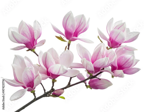Fototapeta Elegant Magnolia Blossoms in Early Spring, Isolated on Transparent PNG