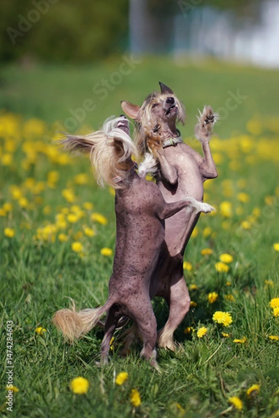 Fototapeta Two active Chinese Crested dogs with collars posing outdoors standing up on their back legs on a green grass with yellow dandelions in spring