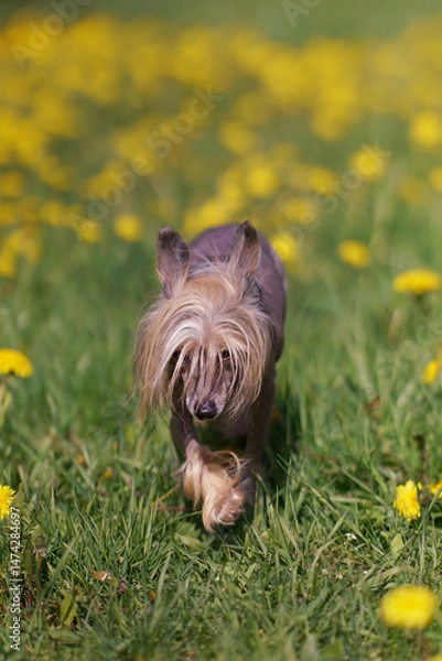 Fototapeta Active tricolor Chinese Crested dog walking on a green grass with yellow dandelions in spring