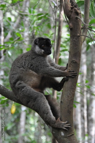 Obraz Red fronted brown lemur, Madagascar