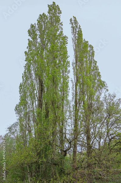 Fototapeta Poplar trees with woodland bracken