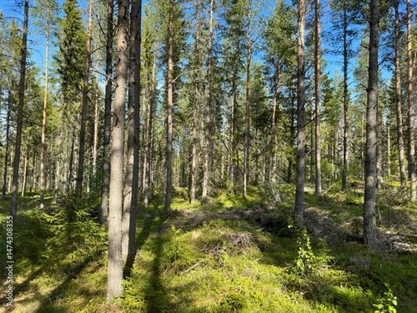 Obraz A dense green forest, showcasing tall trees and dappled sunlight in north Sweden.