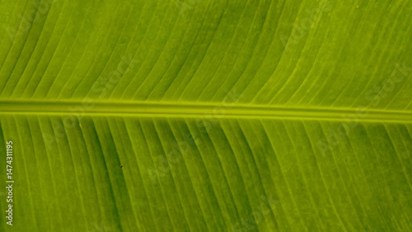 Fototapeta Intricate Texture of a vibrant Green Banana Leaf, highlighting organic detail