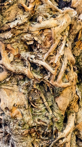 Fototapeta Intricate textures and patterns revealing the captivating nature of tree bark