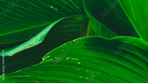 Fototapeta Abstract Composition of Lush Green Banana Leaves Featuring Overlapping Leaves