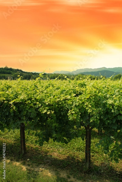 Obraz vigneto al tramonto