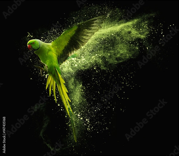 Fototapeta do sypialni - pokoju Latająca papuga Alexandrine parakeet z kolorowymi chmurami proszku. Na czarnym tle