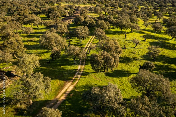 Fototapeta Aerial view of a Spanish dehesa landscape with oaks and dirt path.