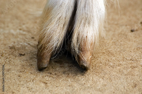 Fototapeta goat hoof