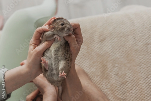 Obraz a domestic rat lies in a person's arms