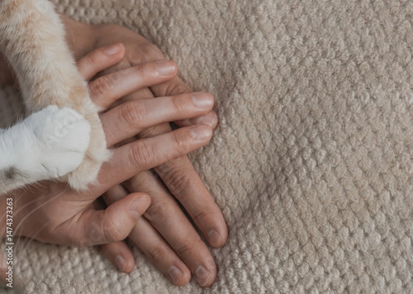 Obraz Cat paws and people hands together. concept of friendship between people and pets. caring for cats