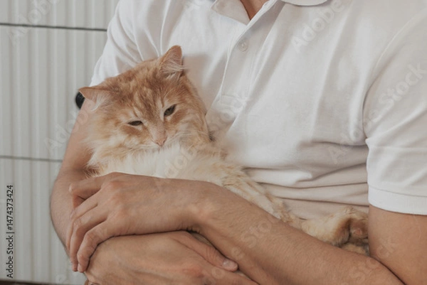 Obraz ginger maine coon cat sits on human's lap, domestic cat, pet shows affection and love for owner