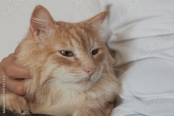 Obraz ginger maine coon cat sits on human's lap, domestic cat, pet shows affection and love for owner