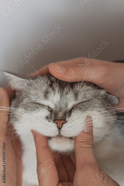 Obraz British cat face close up