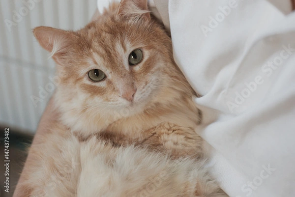 Obraz ginger maine coon cat sits on human's lap, domestic cat, pet shows affection and love for owner