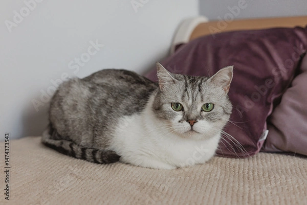 Obraz British cat lying on bed at home. pet in home environment
