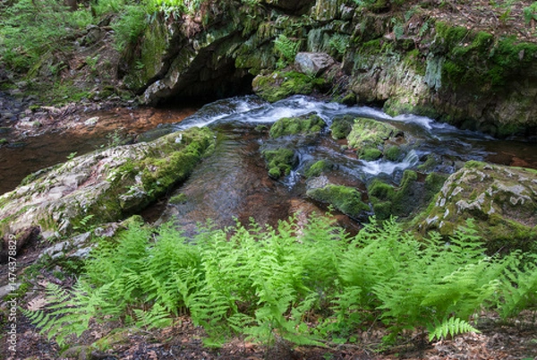 Obraz Ferns Along Stream