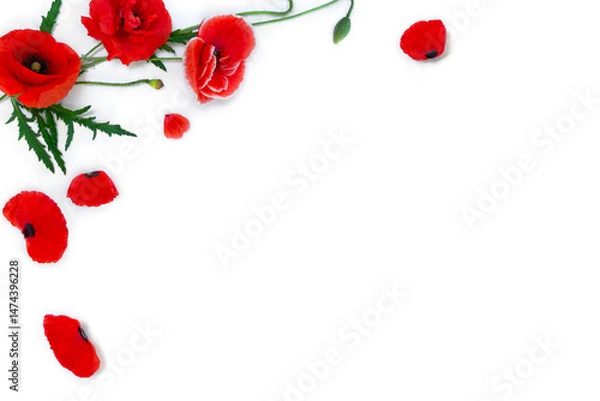 Fototapeta Flowers red poppies ( corn poppy, corn rose, field poppy ) and petals on a white background with space for text. Top view, flat lay