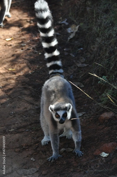 Obraz The ring-tailed lemur, Lemur catta, Madagascar 