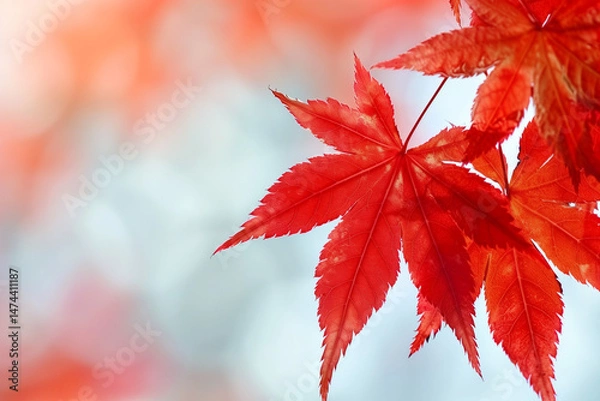 Obraz Close-Up of Japanese Maple Leaves in Autumn