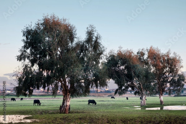 Fototapeta Landscape with trees and buffalo grazing. The serene atmosphere and the reflections on the water create a suggestive and harmonious natural scene, typical of the Mediterranean countryside.