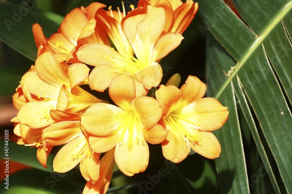Obraz Exotic flower close up