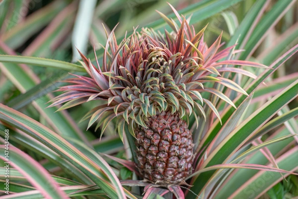 Obraz Decorative pineapple. Ideal for exotic fruit labels, juice branding, or organic market ads. Great for agricultural publications, educational posters, or botany guides.
