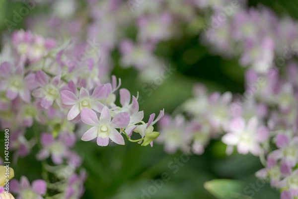 Obraz Soft pink Dendrobium orchids with a green blurred background. Perfect for skincare, packaging, and floral branding. Ideal for minimalist wall prints, floral posters, and decorative interior projects.
