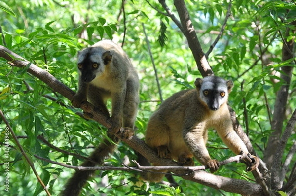 Obraz The common brown lemurs, Eulemur fulvus, Madagascar 