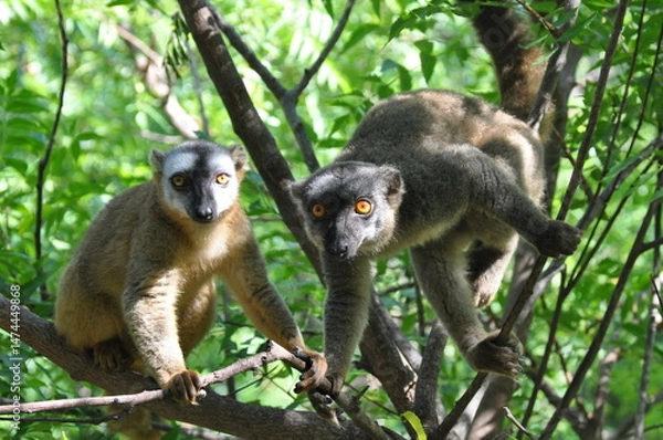 Obraz The common brown lemurs, Eulemur fulvus, Madagascar 