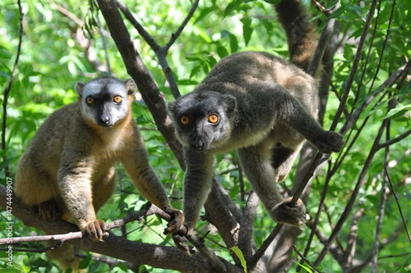Obraz The common brown lemurs, Eulemur fulvus, Madagascar 