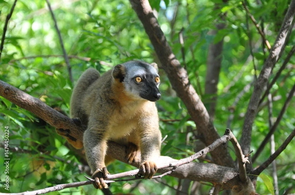Obraz The common brown lemur, Eulemur fulvus, Madagascar 