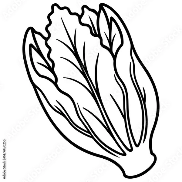 Obraz Endive Elegance – Minimalist Vector Art