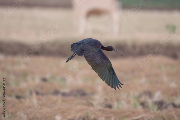 Fototapeta A vibrant Glossy ibis in mid flight over a field. The background is blurred and well contrast with bird.
