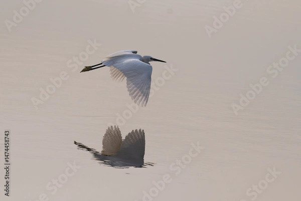 Fototapeta A vibrant Little egret in flight over water. The water below reflects the egrets image, creating a symmetrical effect on the rippled surface.