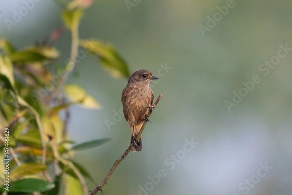 Fototapeta A beautiful Pied bush chat perched gracefully on a slender branch against a soft, green blurred background.
