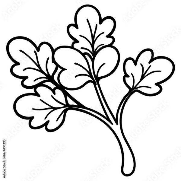 Fototapeta Elegant Watercress Vector Illustration