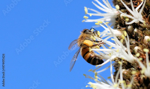 Fototapeta Western Honey Bee (Apis mellifera) collecting nectar and pollen from grass tree flowers, South Australia