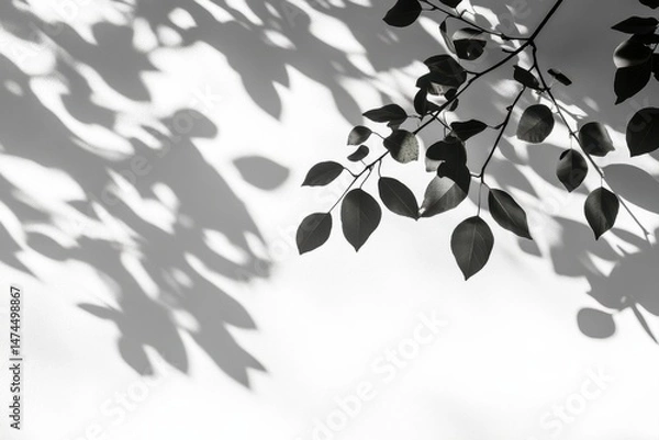Fototapeta Leafy branches cast intricate shadows on a white surface.  Delicate, dark shapes contrast with the bright background.  A quiet, natural scene