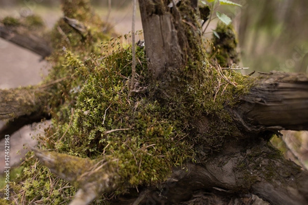 Fototapeta moss grows on trees in the forest, nature wakes up after winter,an ecologically clean place, no pollution,fresh air,woodlands for nature walks