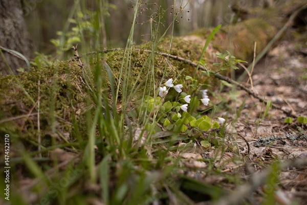 Fototapeta moss grows on trees in the forest, nature wakes up after winter,an ecologically clean place, no pollution,fresh air,woodlands for nature walks