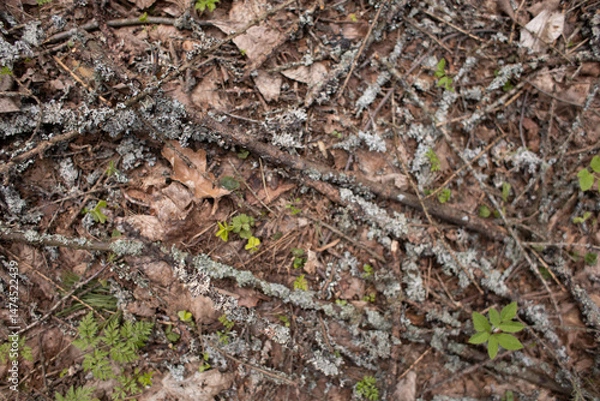 Fototapeta moss grows on trees in the forest, nature wakes up after winter,an ecologically clean place, no pollution,fresh air,woodlands for nature walks