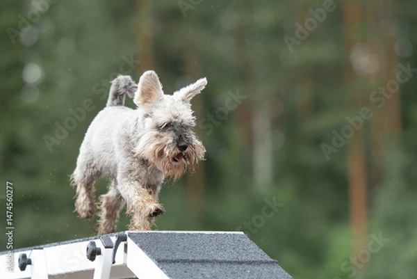 Fototapeta Miniature Schnautser is running on the boom on a dog agility course
