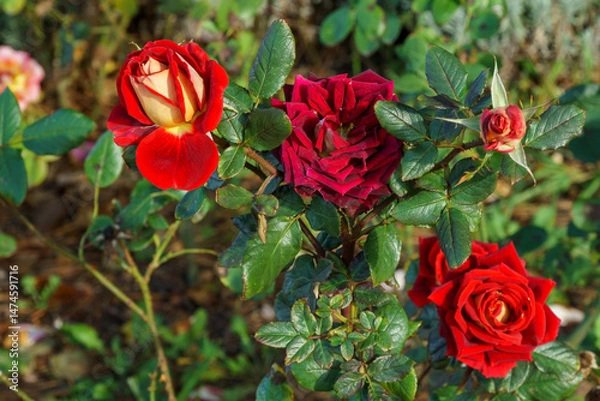 Obraz Beautiful big red roses in natural sunlight on dark green bokeh background. Flower rose landscape, fresh wallpaper, nature background concept