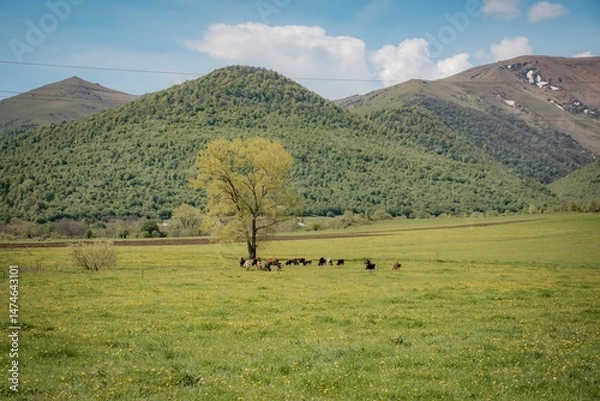 Fototapeta landscape with cows in mountains